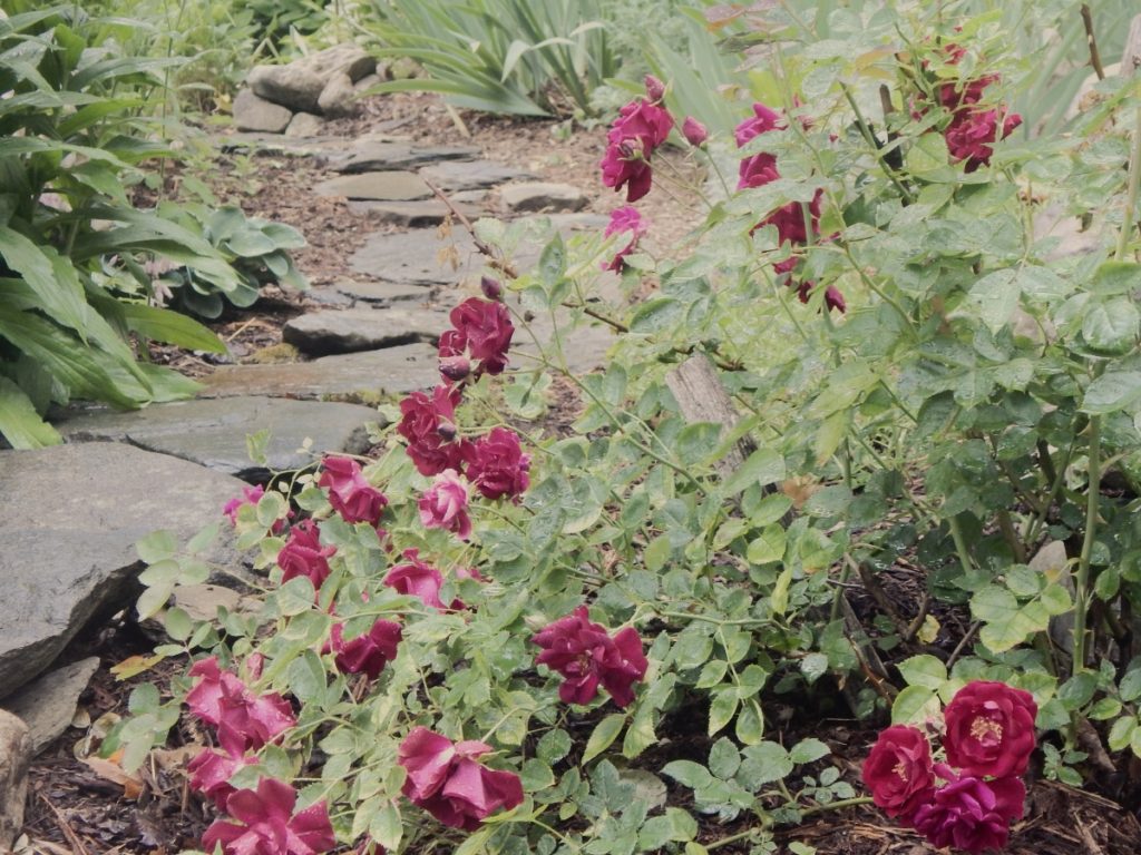 rose bush beside garden path