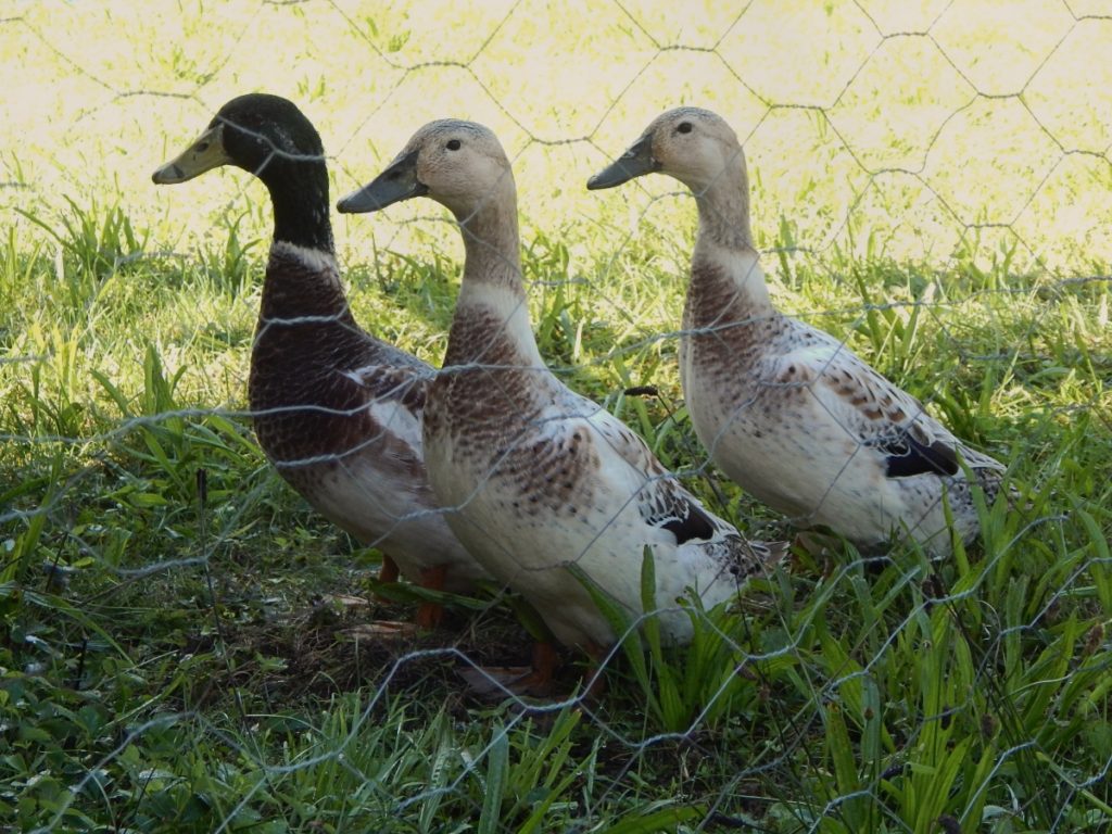 three ducks standing tall