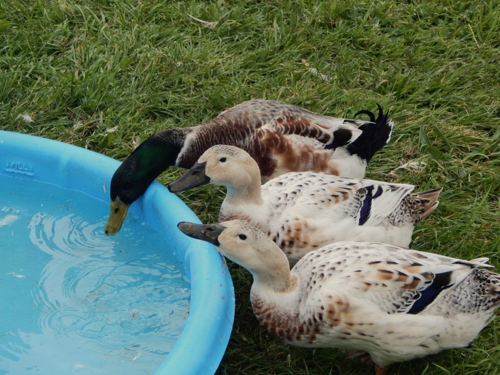 three ducks drinking