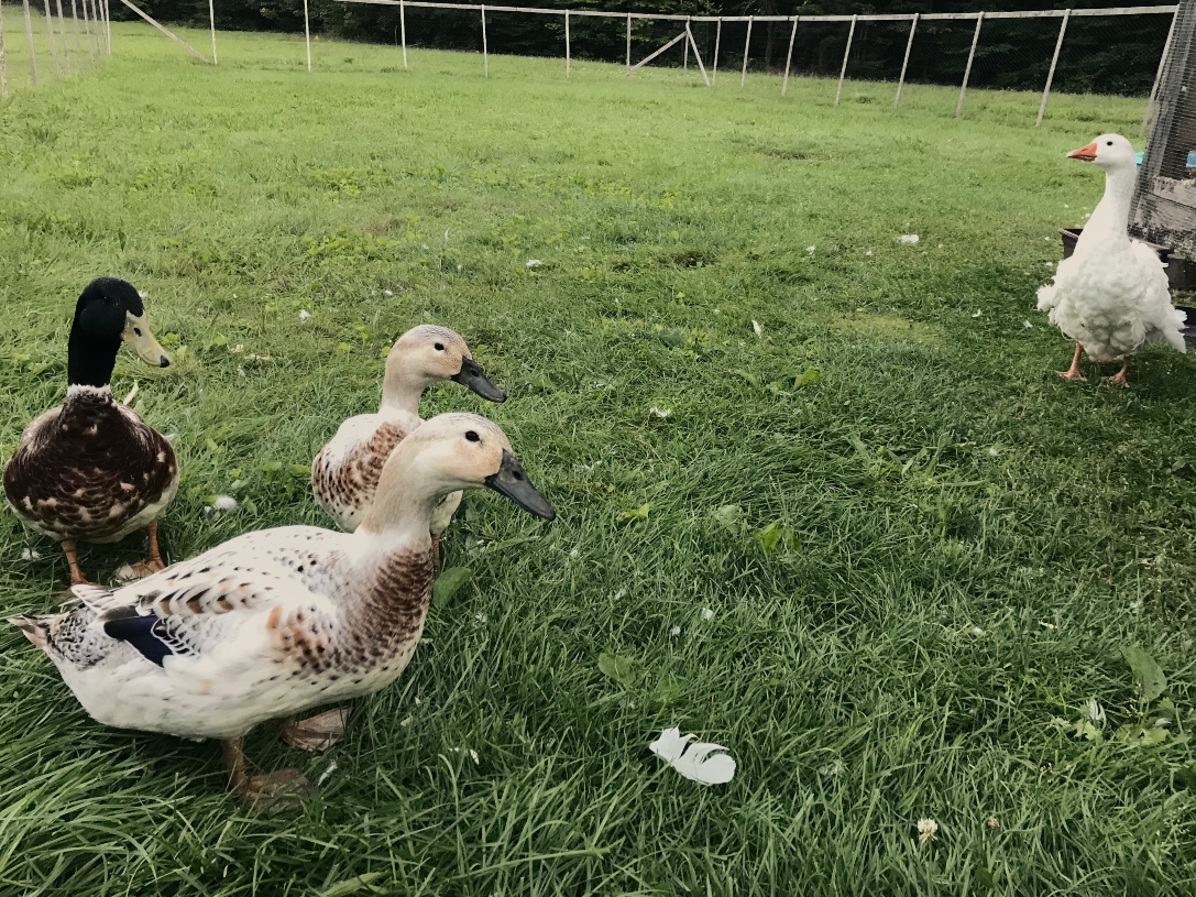 Backyard Ducks Vs. Backyard Geese: 5 Differences