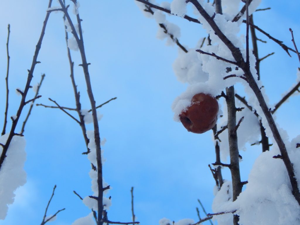 apple still on the tree with snow covering it