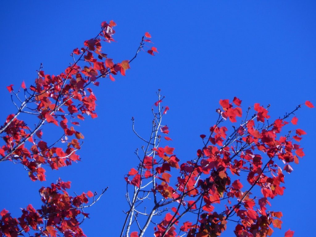 red leaves against blue sky