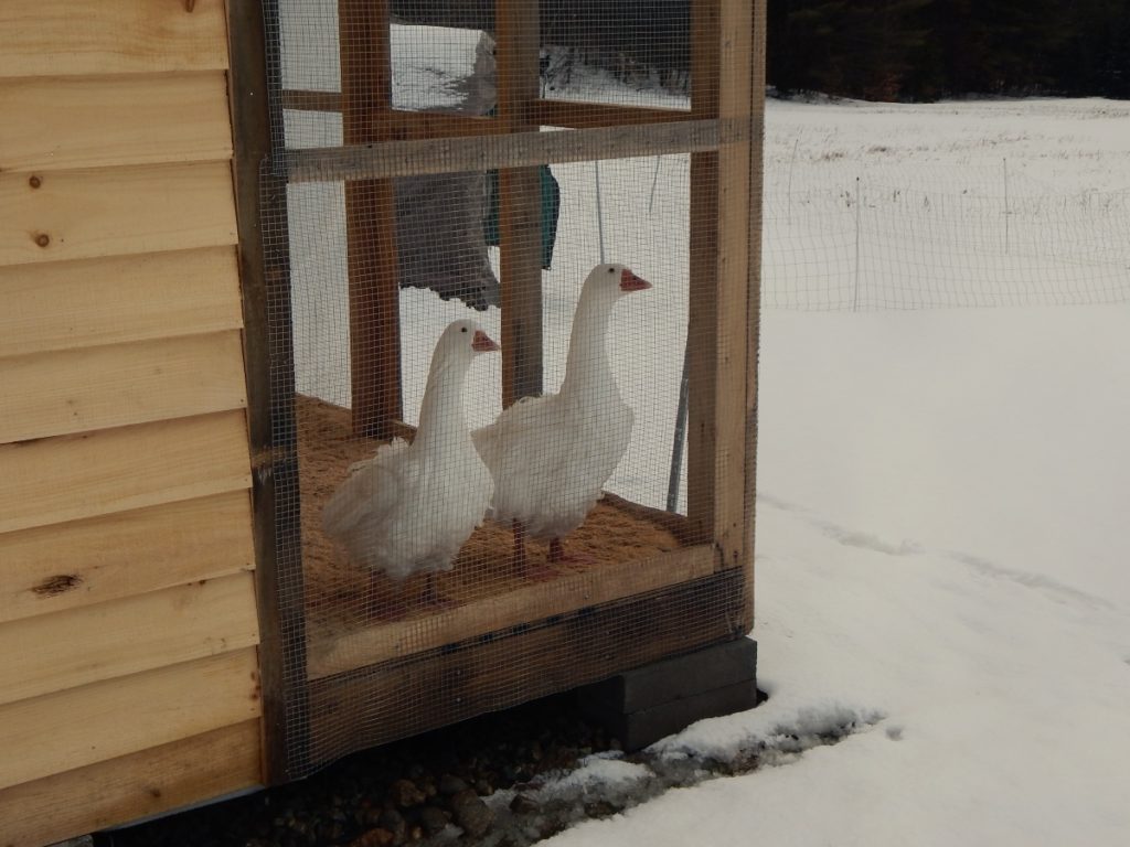 geese in an enclosure