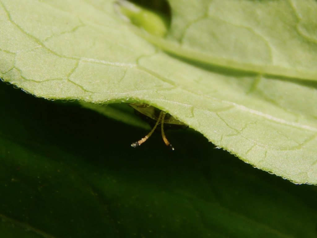 bug peeking out from under a leaf
